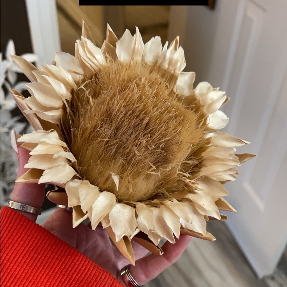 Natural Cream and Brown Dried artichoke Accent